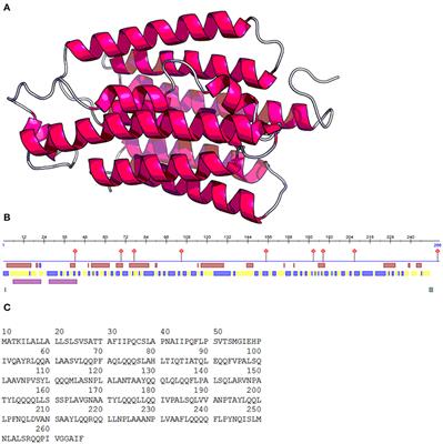 Anti-Cancer Activity of Maize Bioactive Peptides